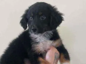 Cachorro raça SRD idade 2 a 6 meses nome Maju