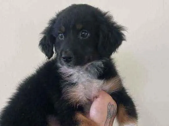 Cachorro ra a SRD idade 2 a 6 meses nome Maju