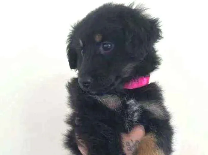 Cachorro ra a SRD idade 2 a 6 meses nome Manu