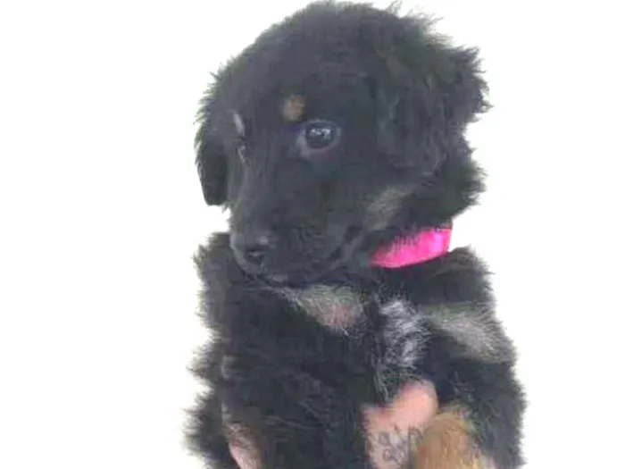 Cachorro ra a SRD idade 2 a 6 meses nome Manu