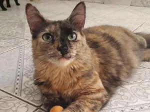 Gato raça Srd idade 1 ano nome Magali