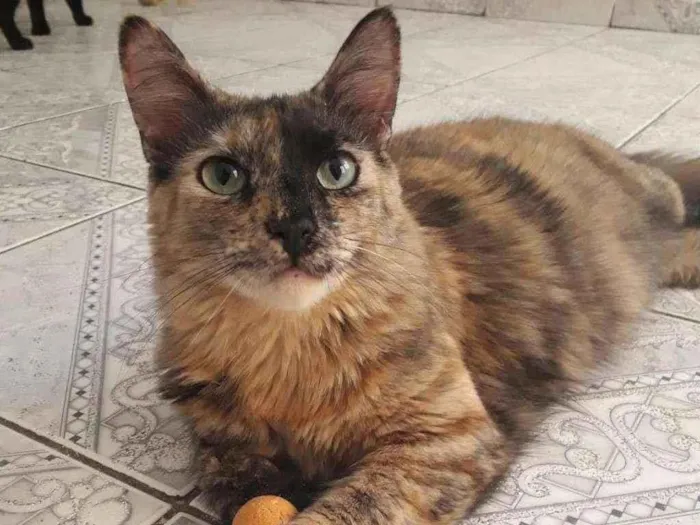 Gato ra a Srd idade 1 ano nome Magali