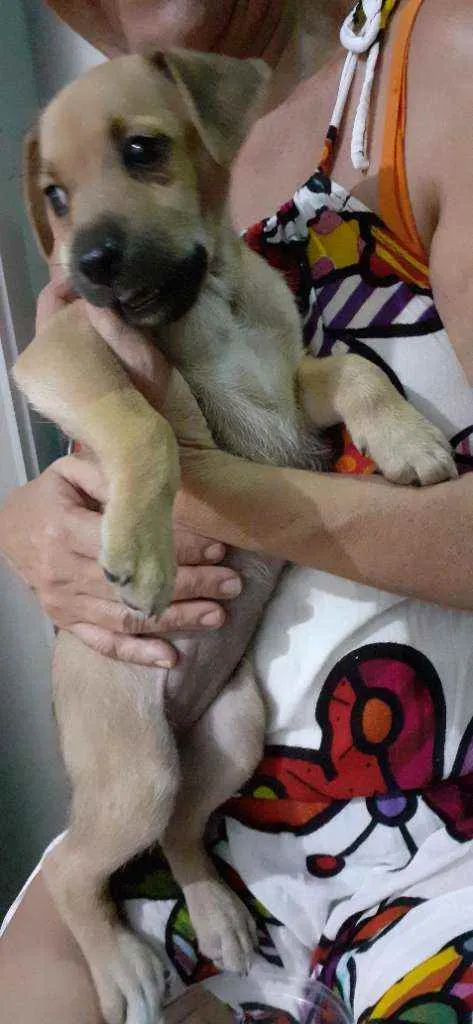 Cachorro ra a Sem raça  idade 2 a 6 meses nome Luna