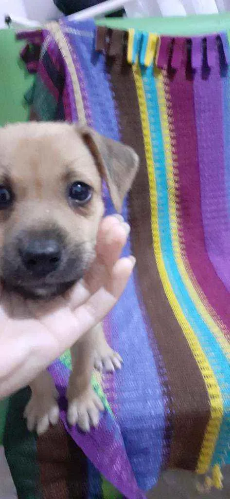 Cachorro ra a Sem raça  idade 2 a 6 meses nome Luna
