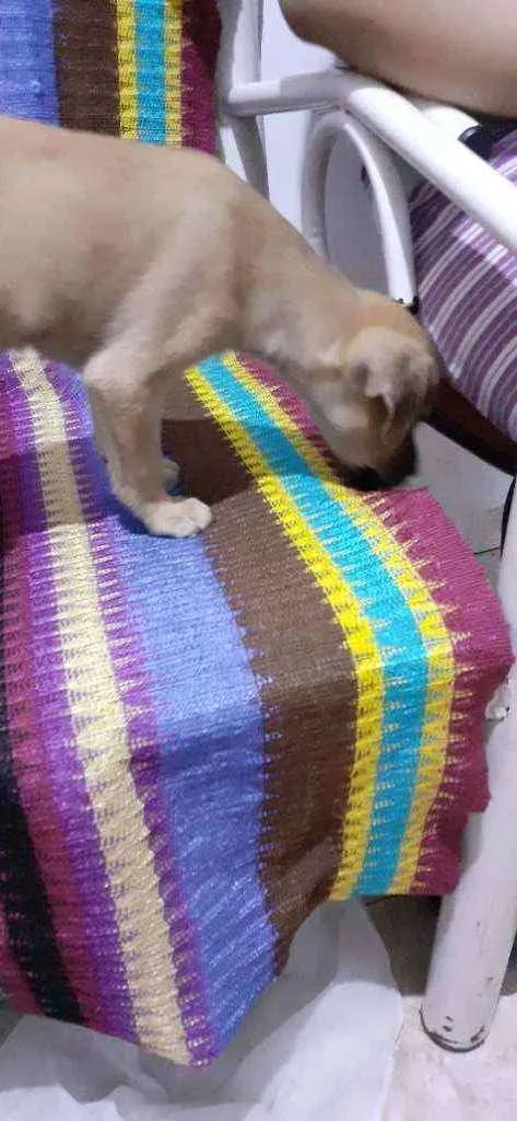 Cachorro ra a Sem raça  idade 2 a 6 meses nome Luna