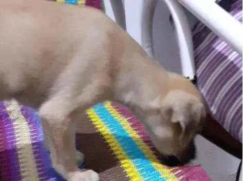Cachorro ra a Sem raça  idade 2 a 6 meses nome Luna