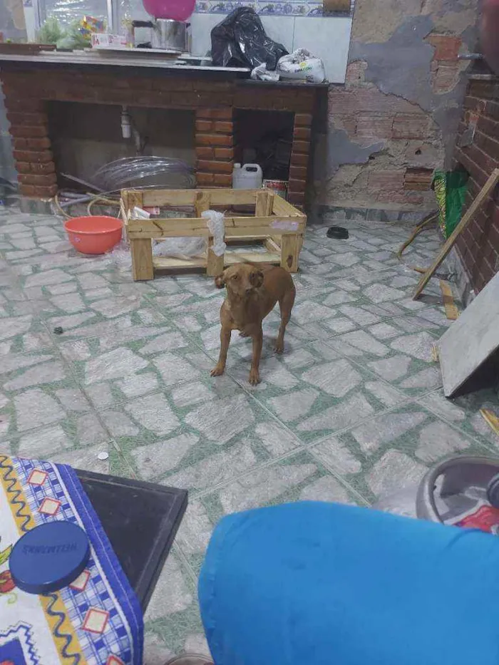 Cachorro ra a  idade 2 anos nome Mel