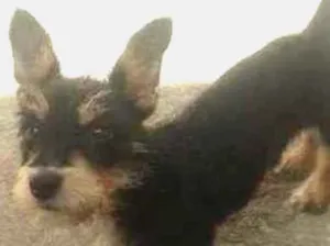 Cachorro raça Vira lata idade 2 a 6 meses nome Penelope