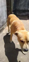 Apolo