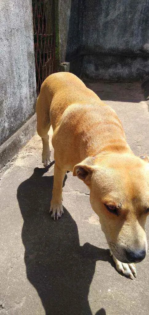 Cachorro raça Mestiço Pit Bull idade 3 anos nome Apolo
