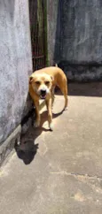 Apolo