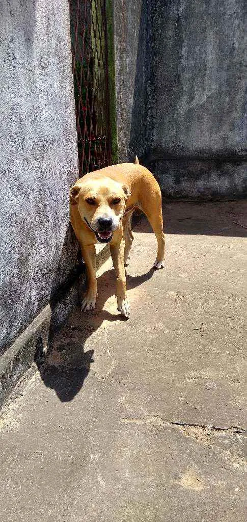 Cachorro raça Mestiço Pit Bull idade 3 anos nome Apolo