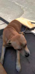 Apolo