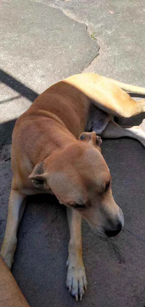 Cachorro raça Mestiço Pit Bull idade 3 anos nome Apolo