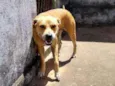 Apolo