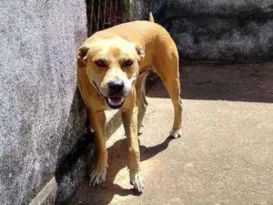 Cachorro raça Mestiço Pit Bull idade 3 anos nome Apolo