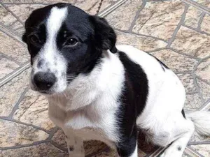 Cachorro raça Vira lata idade 7 a 11 meses nome Maya