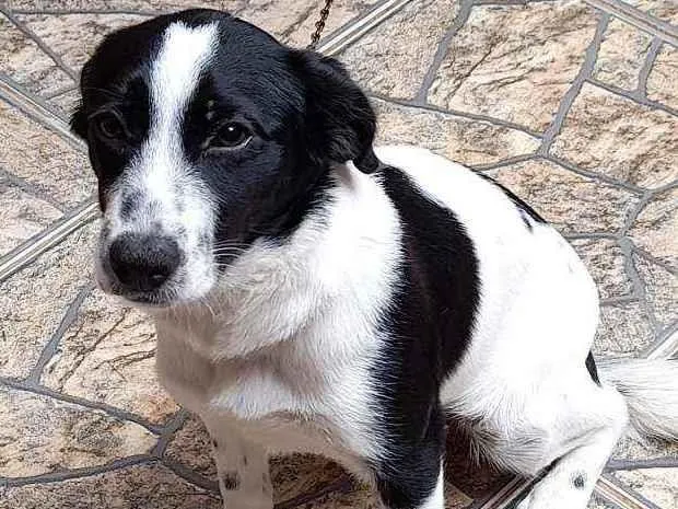Cachorro ra a Vira lata idade 7 a 11 meses nome Maya