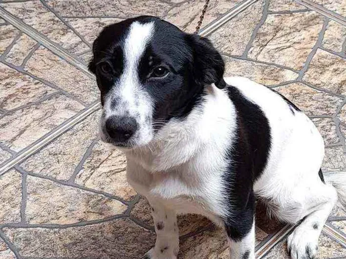 Cachorro ra a Vira lata idade 7 a 11 meses nome Maya