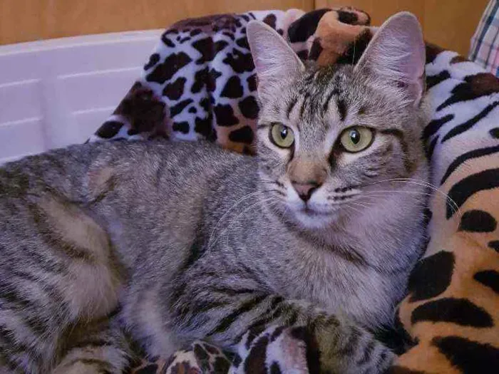 Gato ra a SRD idade 1 ano nome Zara