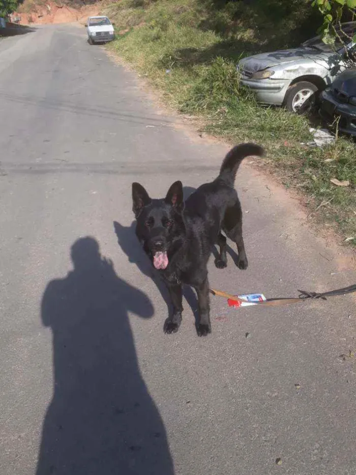 Cachorro raça pastor alemão preto idade 2 anos nome zork