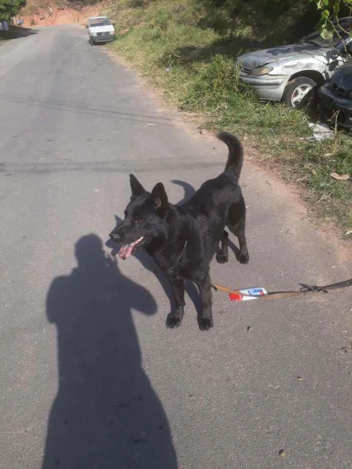 Cachorro raça pastor alemão preto idade 2 anos nome zork