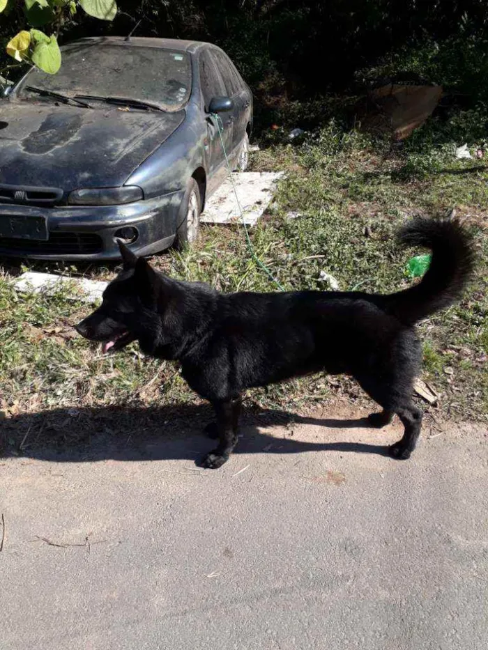 Cachorro raça pastor alemão preto idade 2 anos nome zork