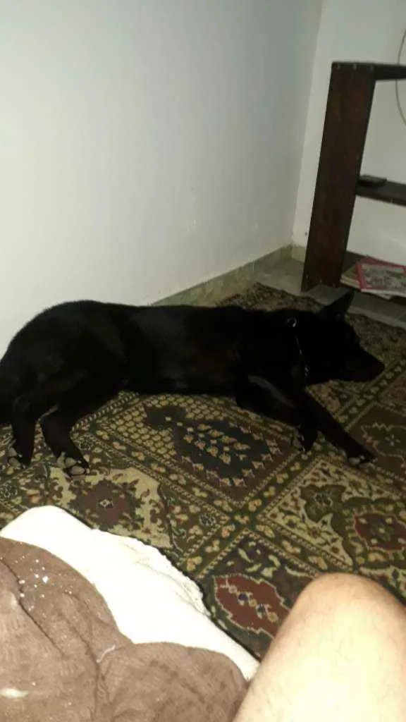 Cachorro raça pastor alemão preto idade 2 anos nome zork