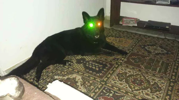 Cachorro raça pastor alemão preto idade 2 anos nome zork