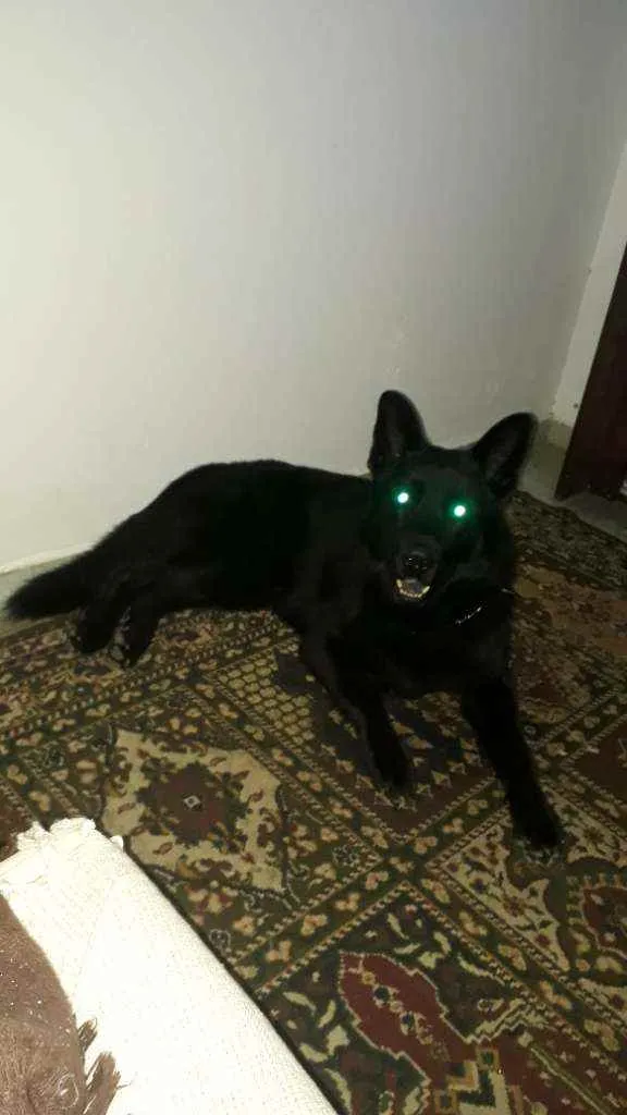 Cachorro raça pastor alemão preto idade 2 anos nome zork