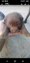 Bolotinha 1