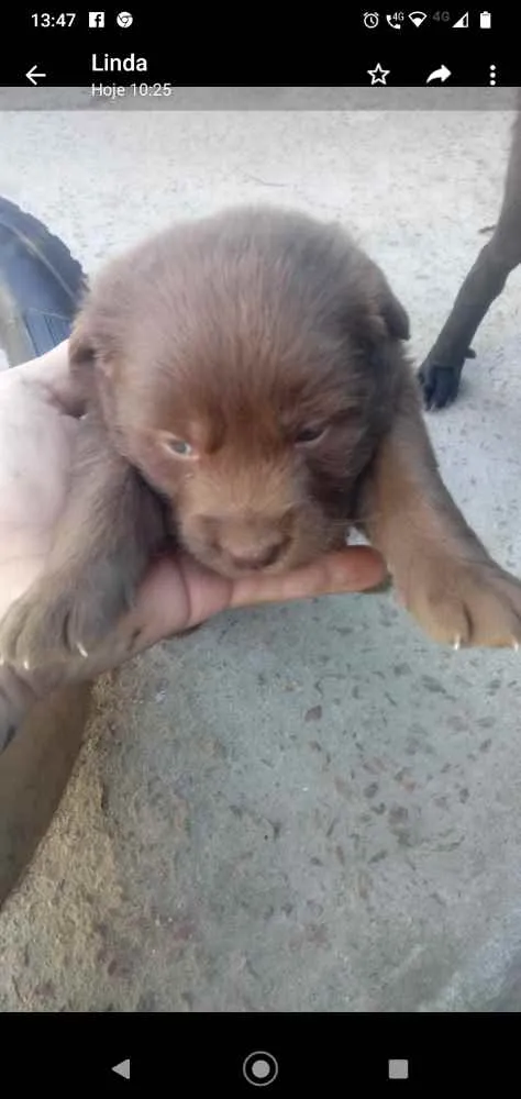 Cachorro ra a Indefinida idade Abaixo de 2 meses nome Bolotinha 1