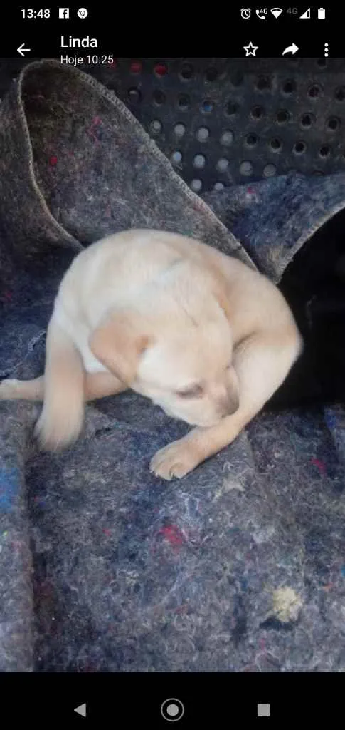 Cachorro ra a Indefinida idade Abaixo de 2 meses nome Bolotinha 2