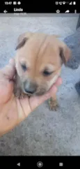 Bolotinha 3