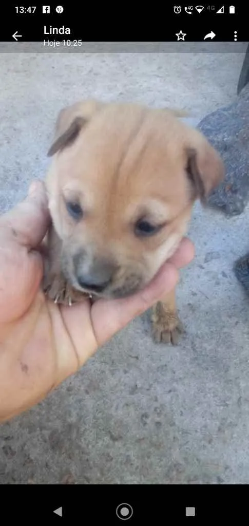 Cachorro ra a Indefinida idade Abaixo de 2 meses nome Bolotinha 3