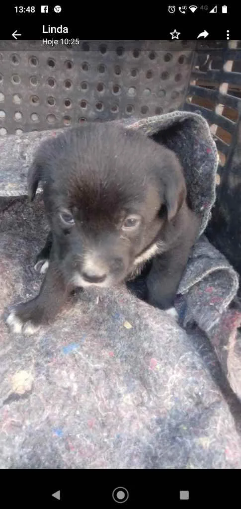 Cachorro ra a Indefinida idade Abaixo de 2 meses nome Bolotinha 4