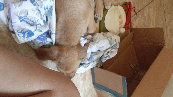 Cachorro ra a Sem raça  idade 2 a 6 meses nome Luna