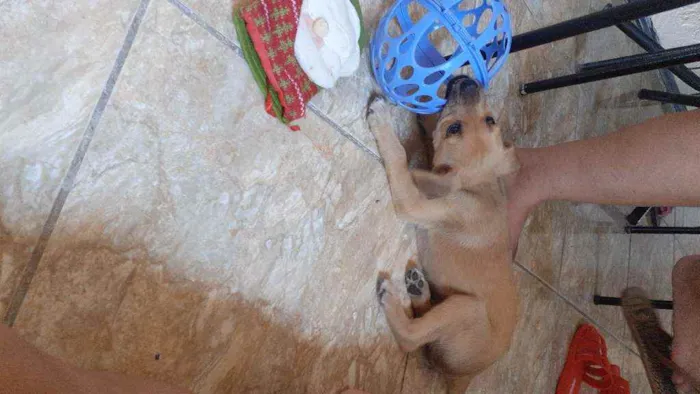 Cachorro ra a Sem raça  idade 2 a 6 meses nome Luna