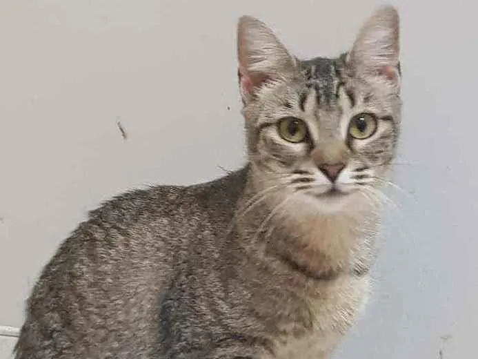 Gato ra a SRD idade 1 ano nome Zara