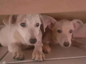 Cachorro raça Vira-lata  idade 2 a 6 meses nome Mayara e Maraísa 