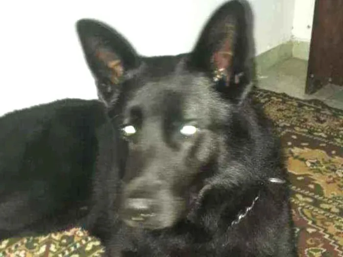 Cachorro raça pastor alemão preto idade 2 anos nome zork