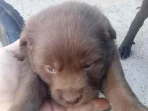 Cachorro ra a Indefinida idade Abaixo de 2 meses nome Bolotinha 1