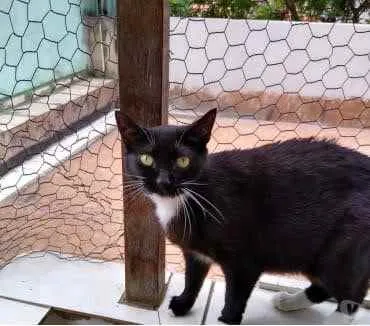 Gato raça Srd idade 2 anos nome Ariane 