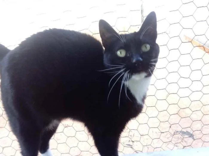 Gato raça Srd idade 2 anos nome Ariane 