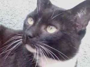 Gato raça Srd idade 2 anos nome Ariane 