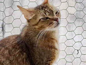 Gato raça Srd idade 2 anos nome Ruivo 