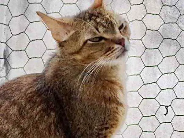 Gato raça Srd idade 2 anos nome Ruivo 