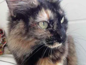 Gato raça Srd idade 3 anos nome Menina