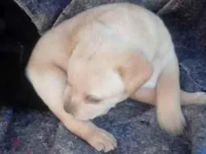 Cachorro raça Indefinida idade Abaixo de 2 meses nome Bolotinha 2
