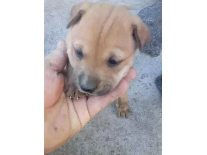 Cachorro ra a Indefinida idade Abaixo de 2 meses nome Bolotinha 3